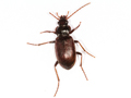 Nebria brevicollis